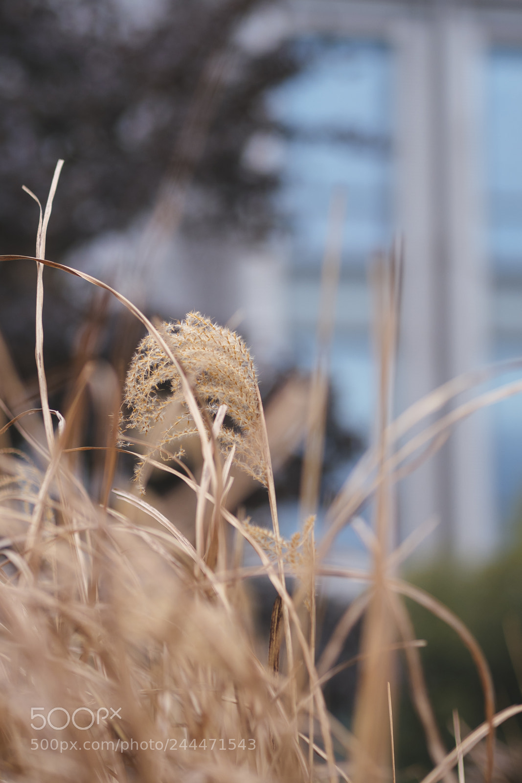 Olympus PEN-F sample photo. 20180131-141347_1310100.jpg photography