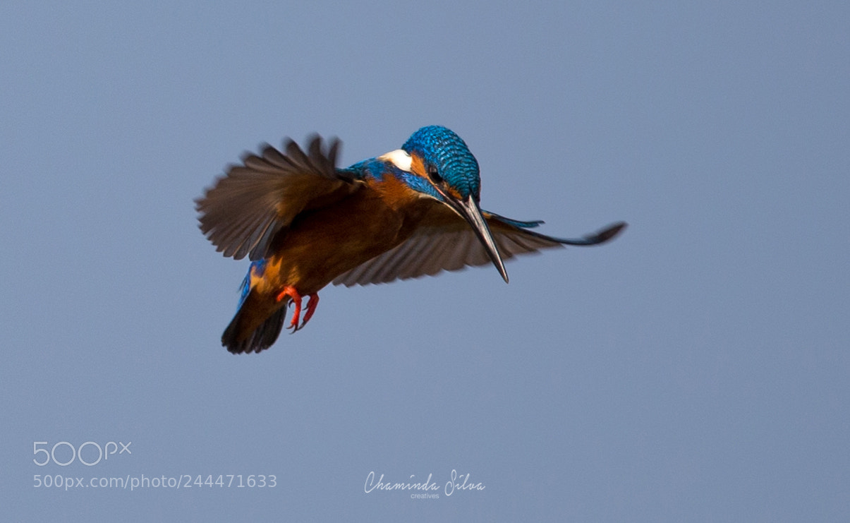 Canon EOS-1D X sample photo. Common kingfisher in flight photography