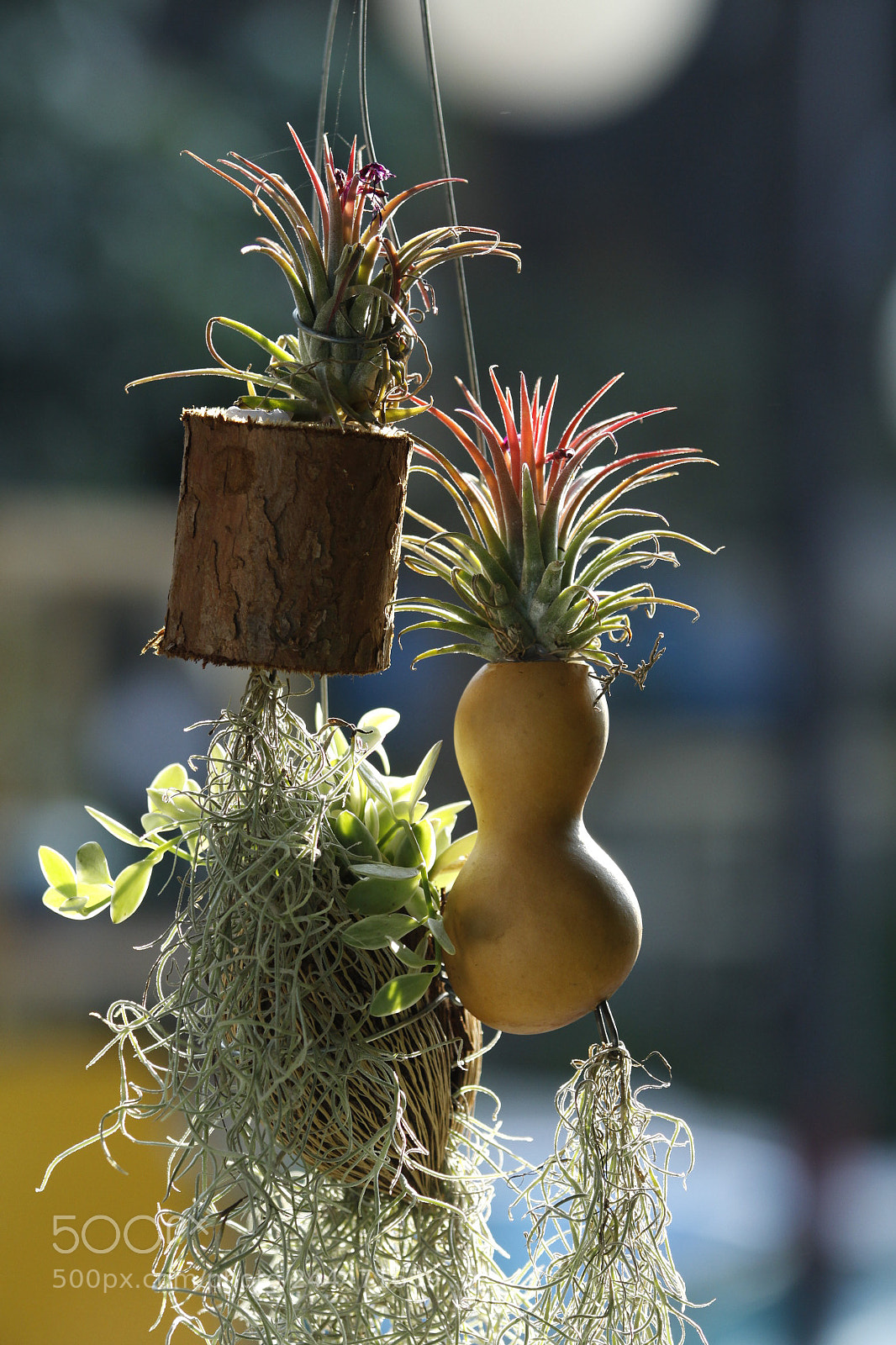 Canon EOS 50D sample photo. 葫芦 photography