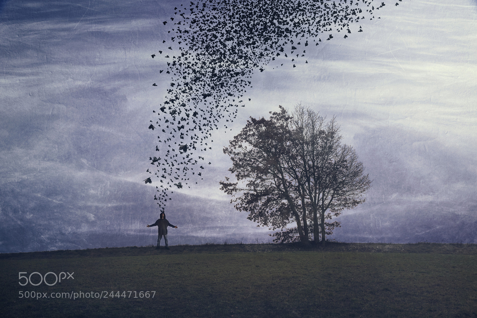 Nikon D810 sample photo. Bird man photography