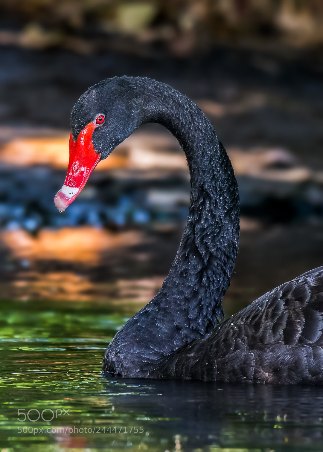 Nikon D7100 sample photo. Black swan (cygnus atratus) photography