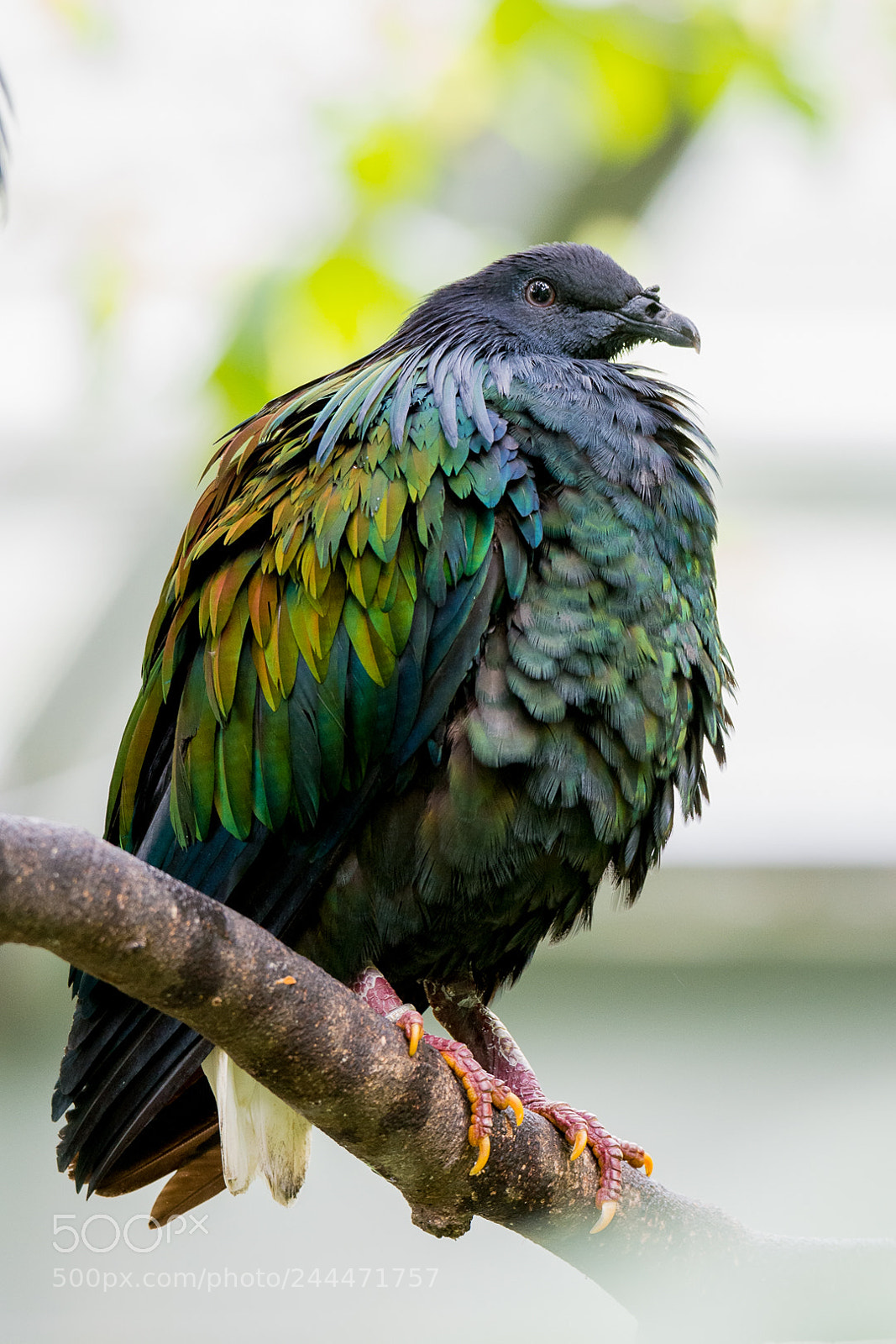 Nikon D7100 sample photo. Nicobar pigeon (caloenas nicobarica) photography