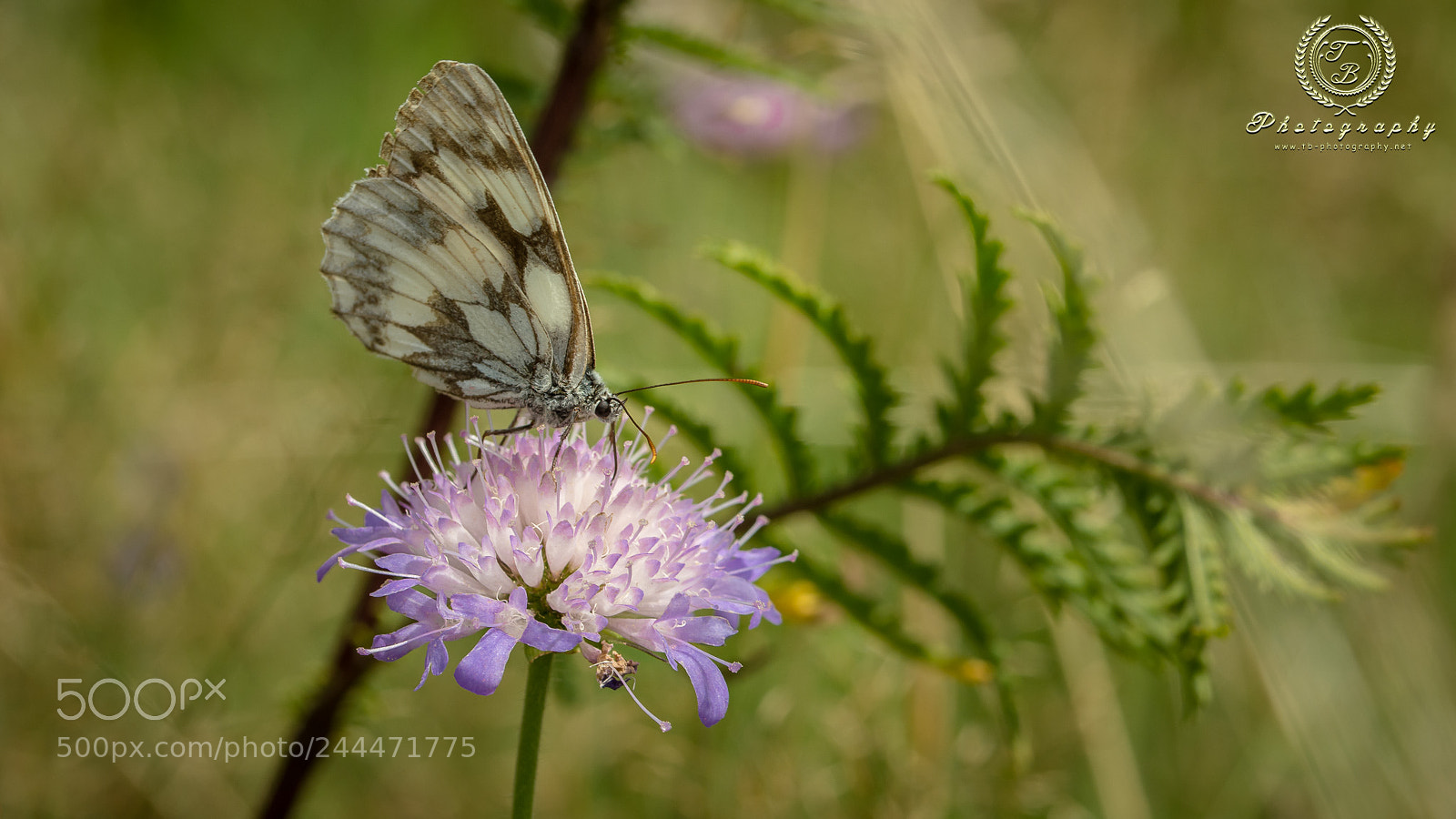 Nikon D7200 sample photo. Schachbrettfalter auf acker witwenblume photography