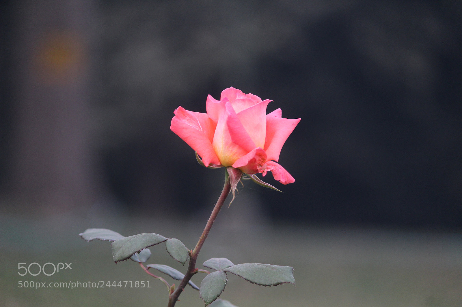 Canon EF-S 55-250mm F4-5.6 IS II sample photo. Rose photography