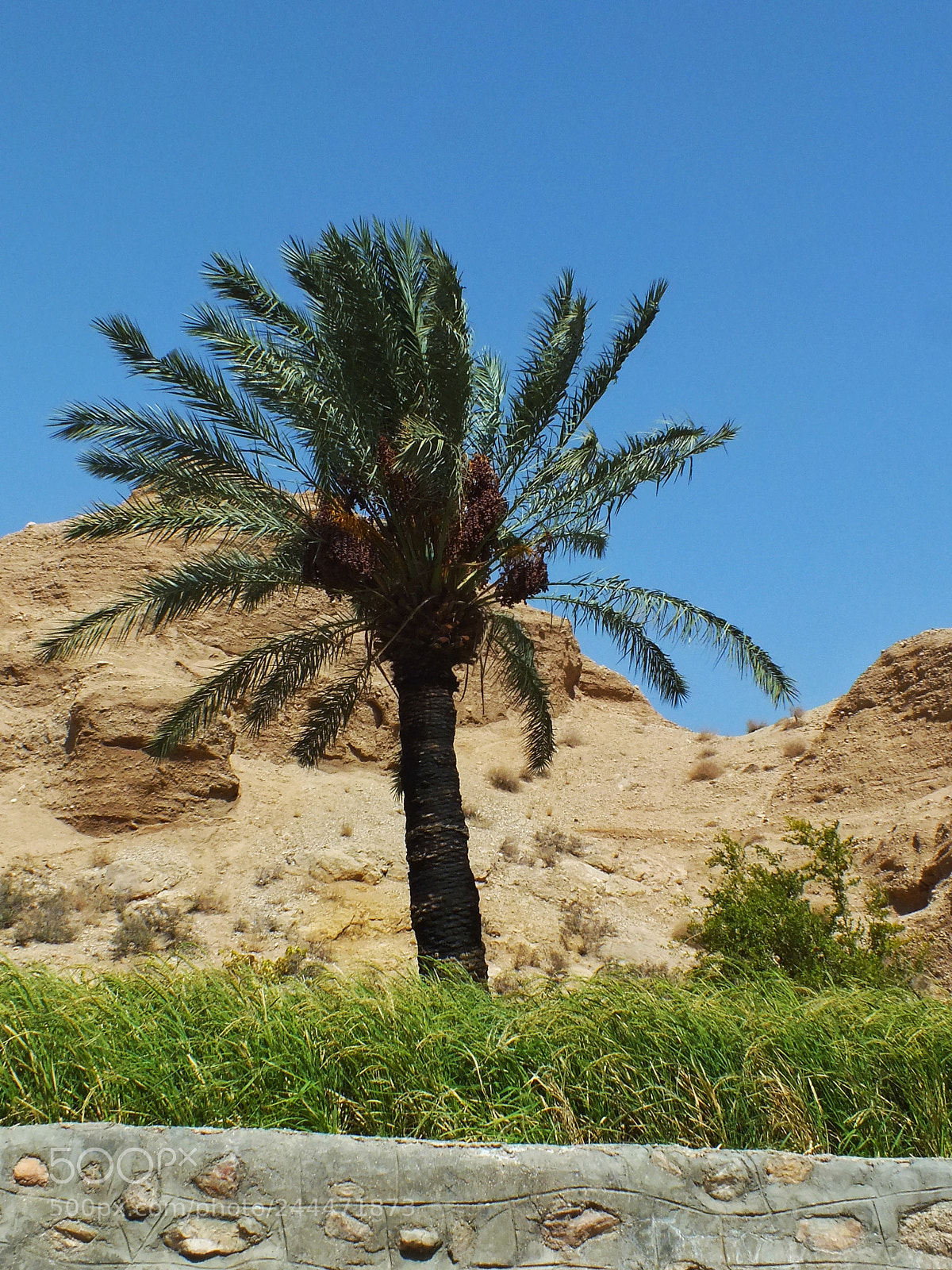 Fujifilm FinePix HS30EXR sample photo. Palm tree at rice photography
