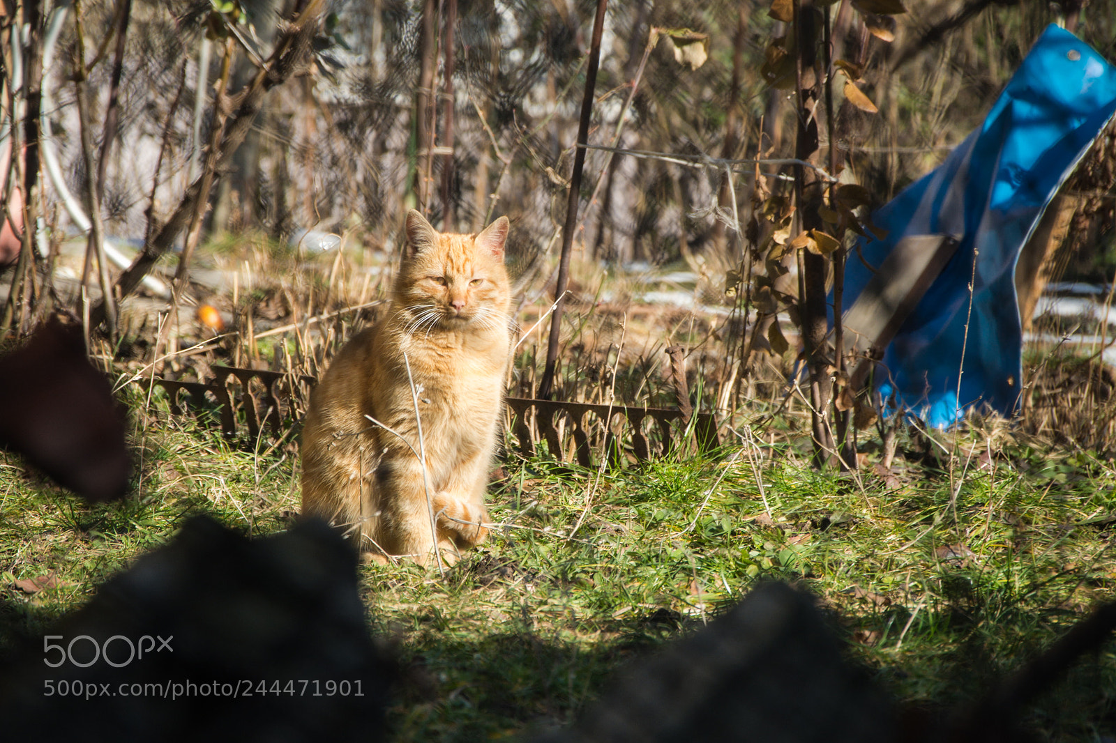 Nikon D7100 sample photo. Sunbathing photography