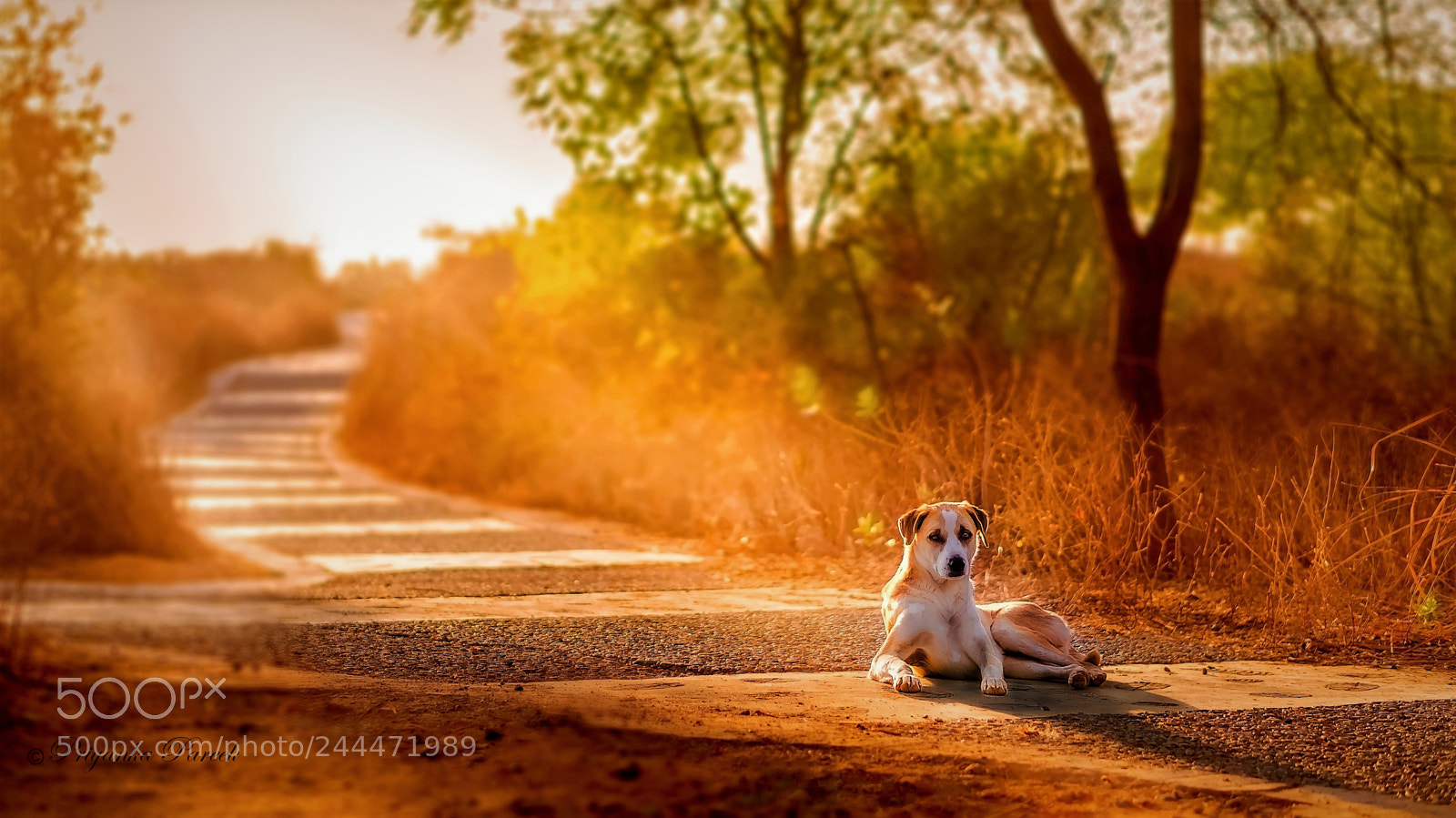 Sony Alpha a3500 sample photo. An average dog is photography