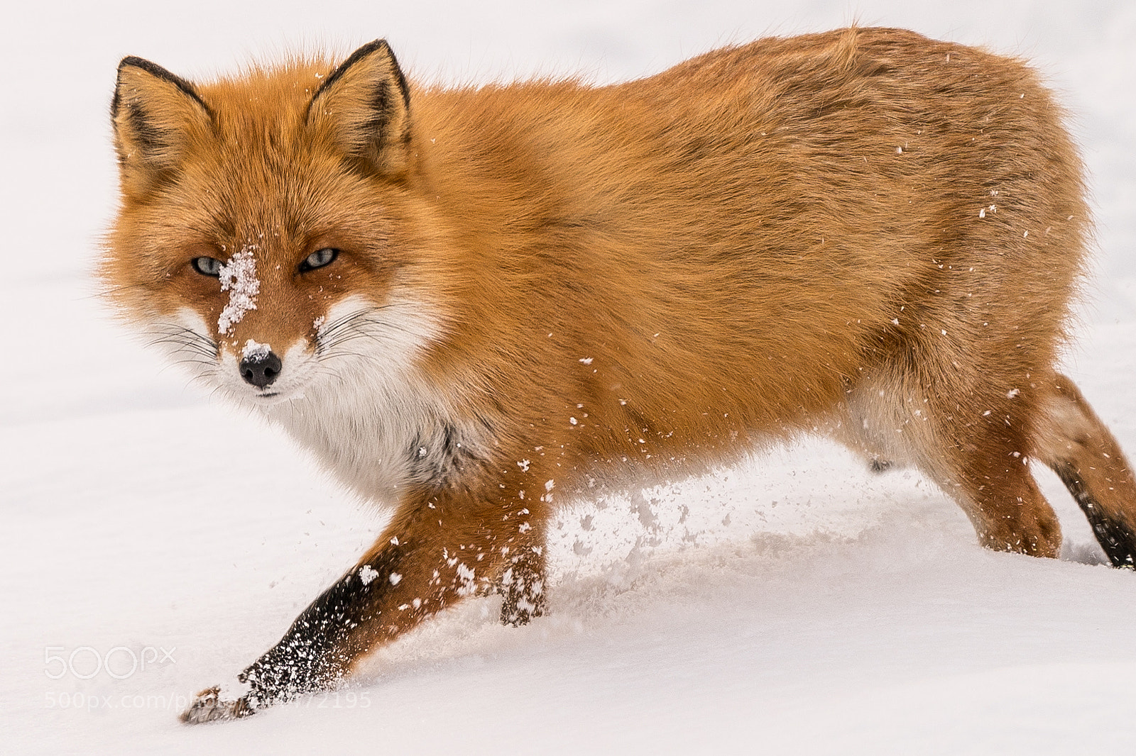 Sony a9 sample photo. Fox photography