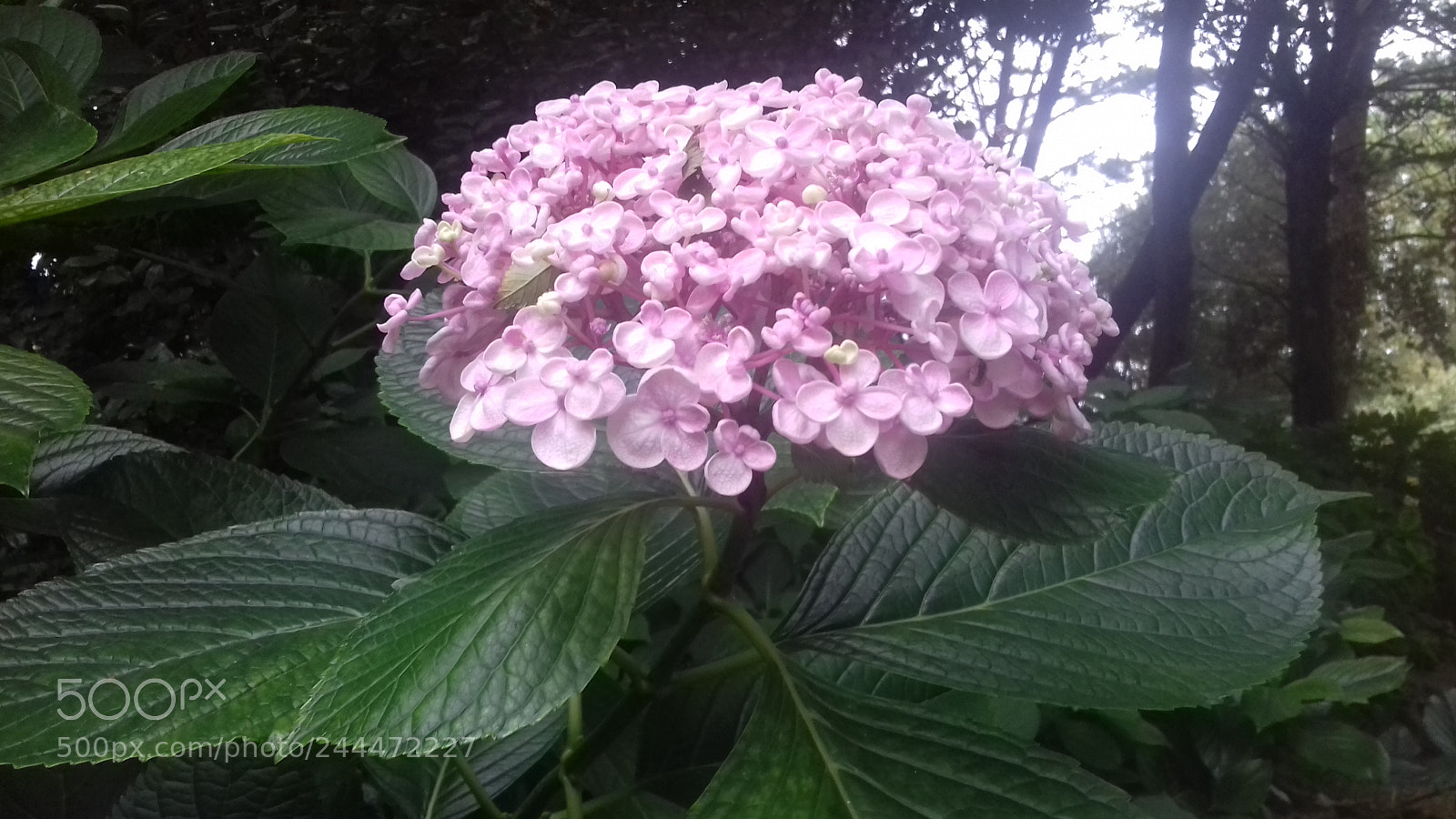 Samsung Galaxy J3(2016) sample photo. Soft pink photography
