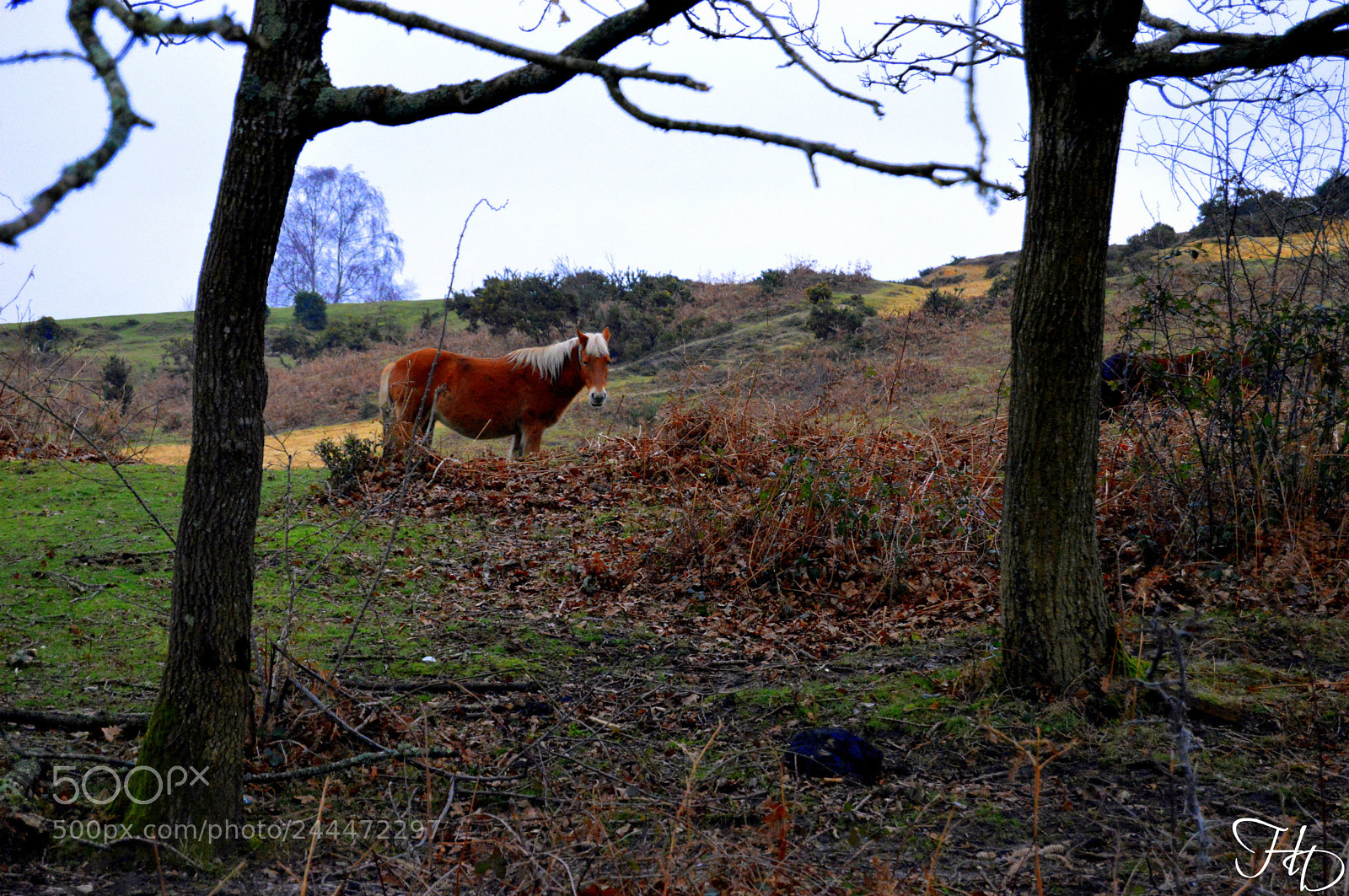 Nikon D3200 sample photo. New forest pony photography
