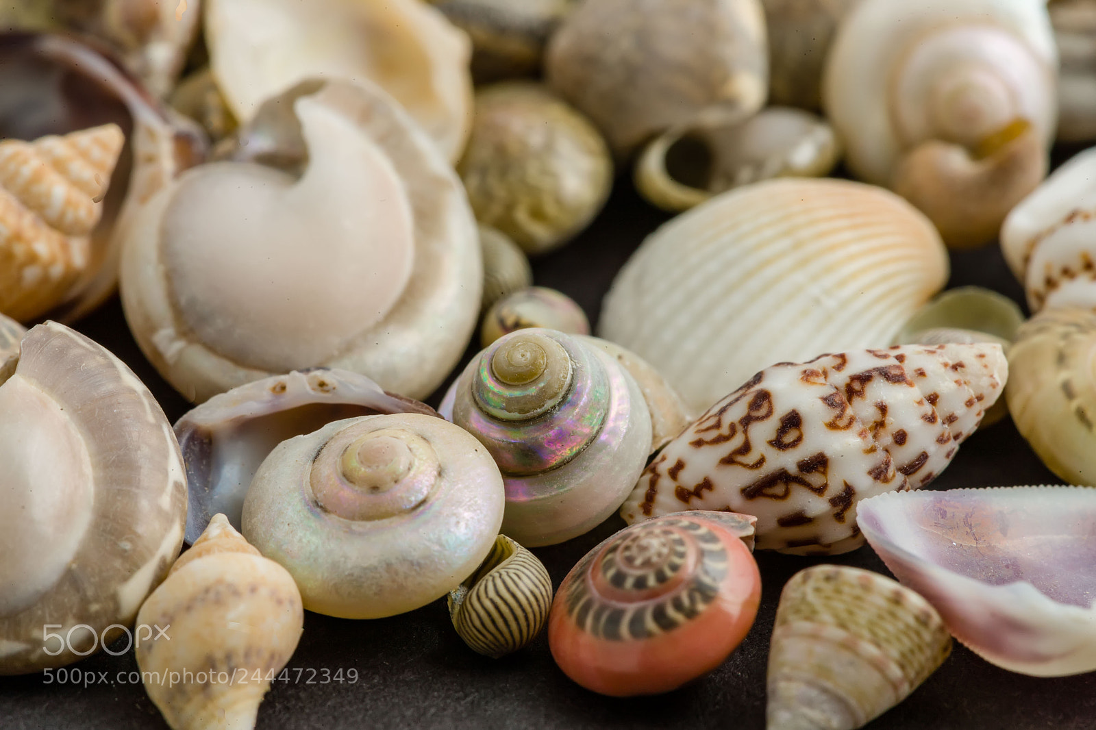 Canon EOS-1Ds Mark III sample photo. Close up of small photography
