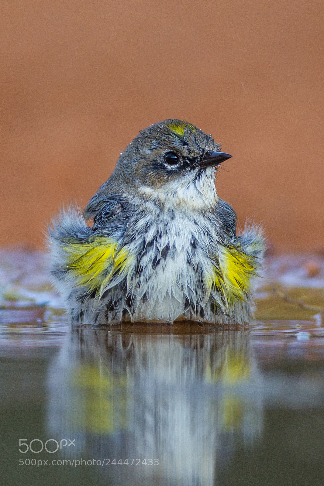 Canon EOS-1D Mark IV sample photo. Myrtle yellow-rumped warbler photography