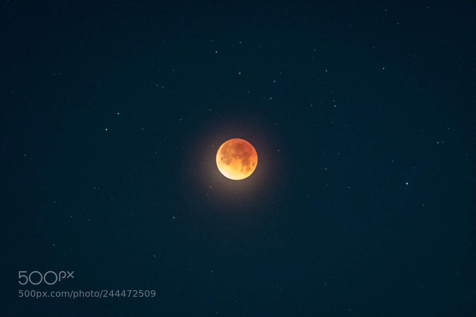 Nikon D500 sample photo. Super blue blood moon photography