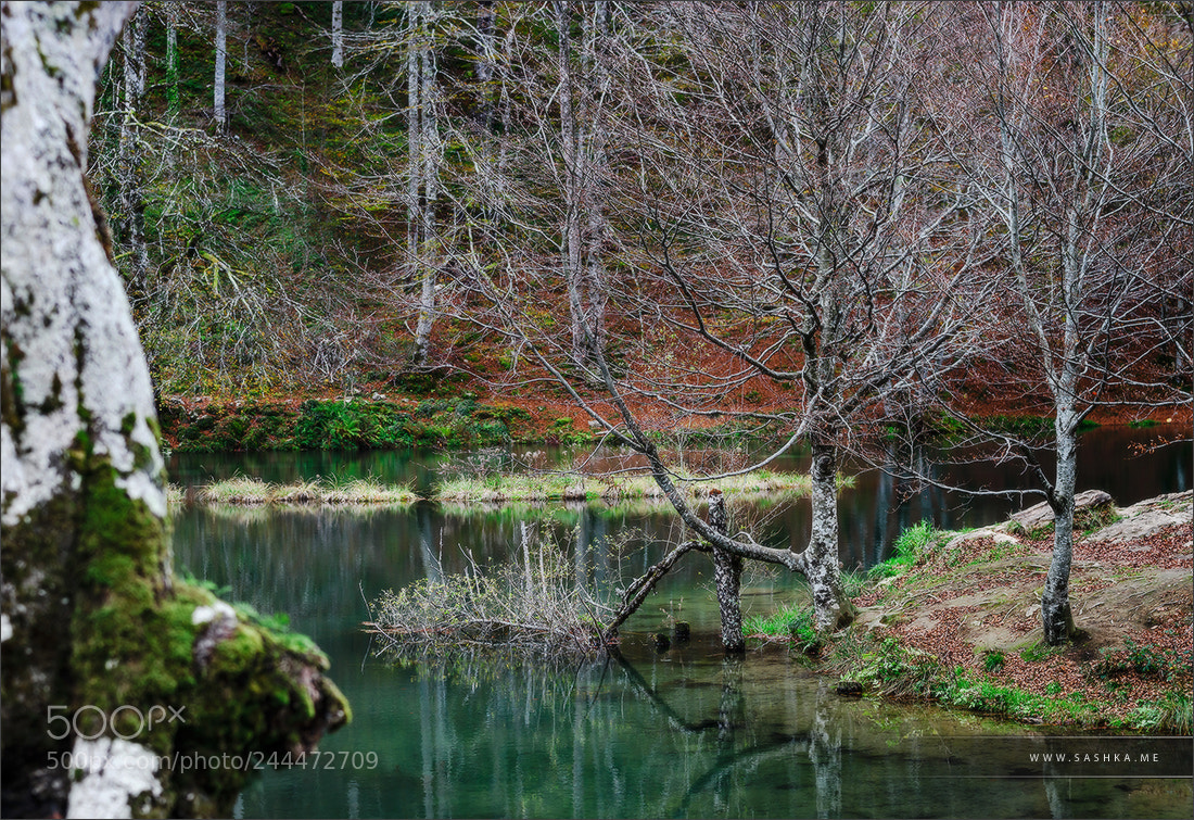 Sony Alpha a99 sample photo. Natural autumnal landscape, lake photography
