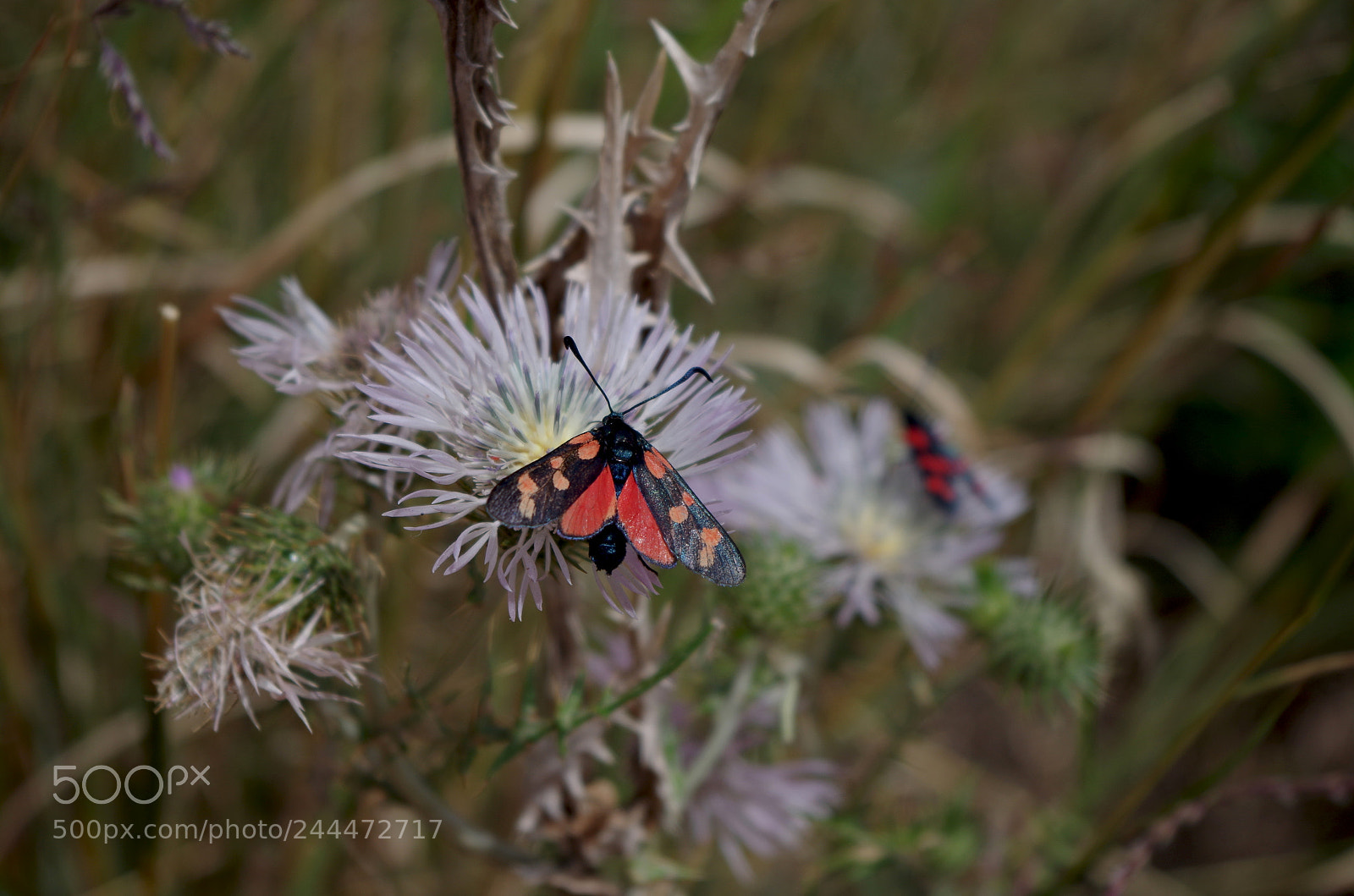 Pentax K-500 sample photo. Six-spot burnet photography