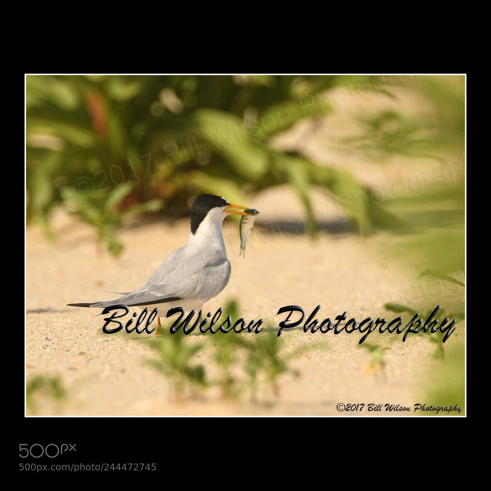 Nikon D500 sample photo. Least tern photography