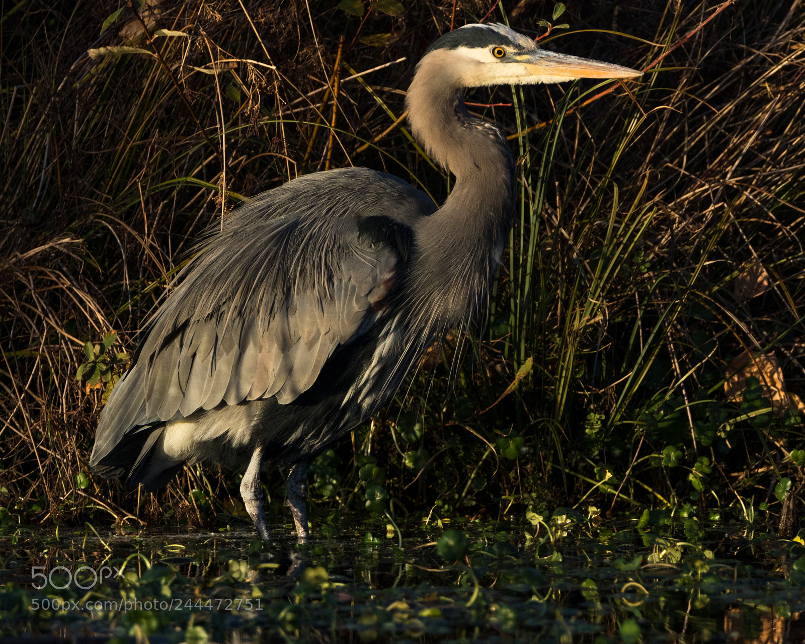Canon EOS 7D Mark II sample photo. 2152.jpg photography