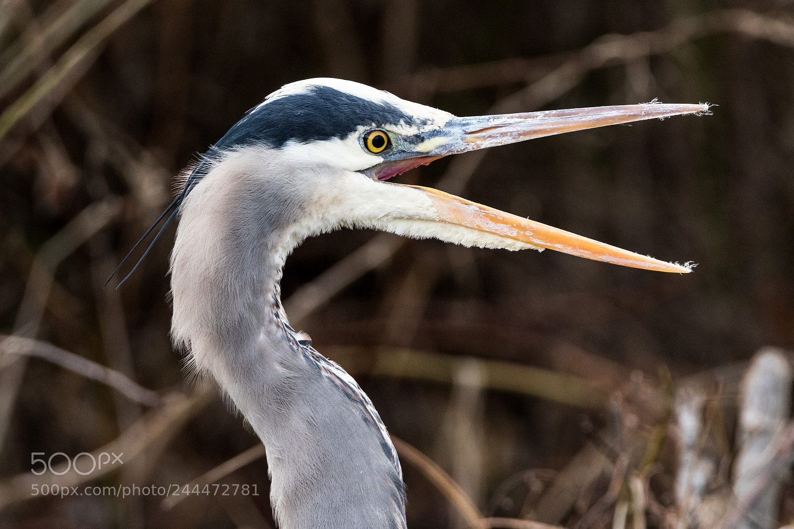 Canon EOS 7D Mark II sample photo. Kk0a6698-2.jpg photography