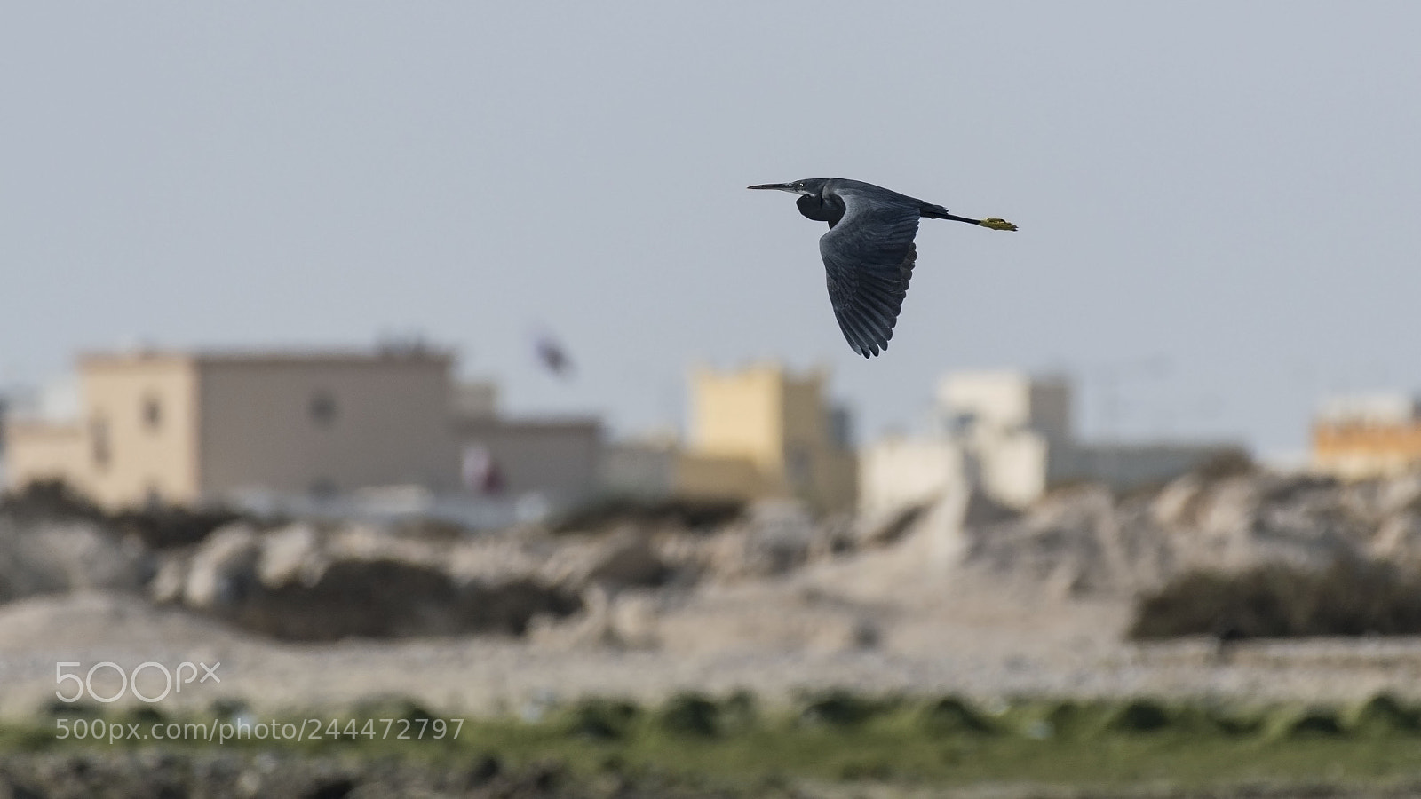 Nikon D500 sample photo. Front line patrol photography