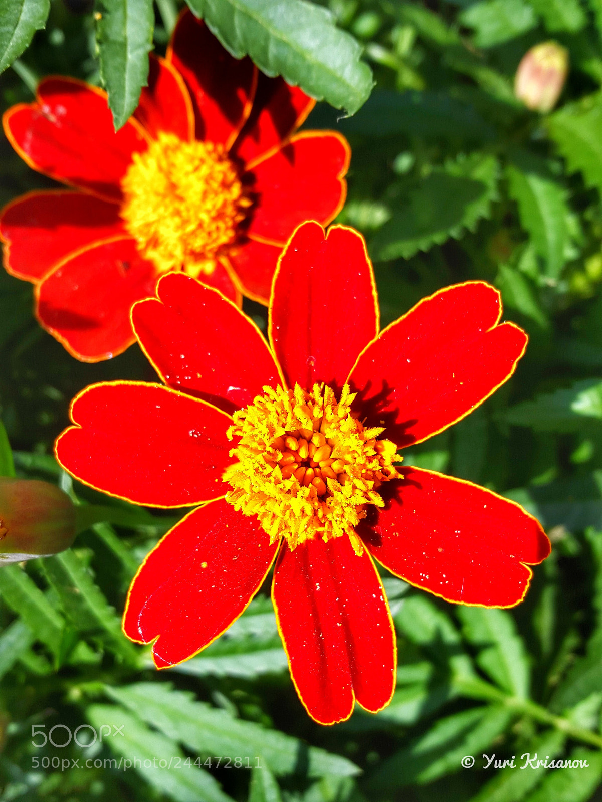 Samsung Galaxy Alpha sample photo. Marigold photography