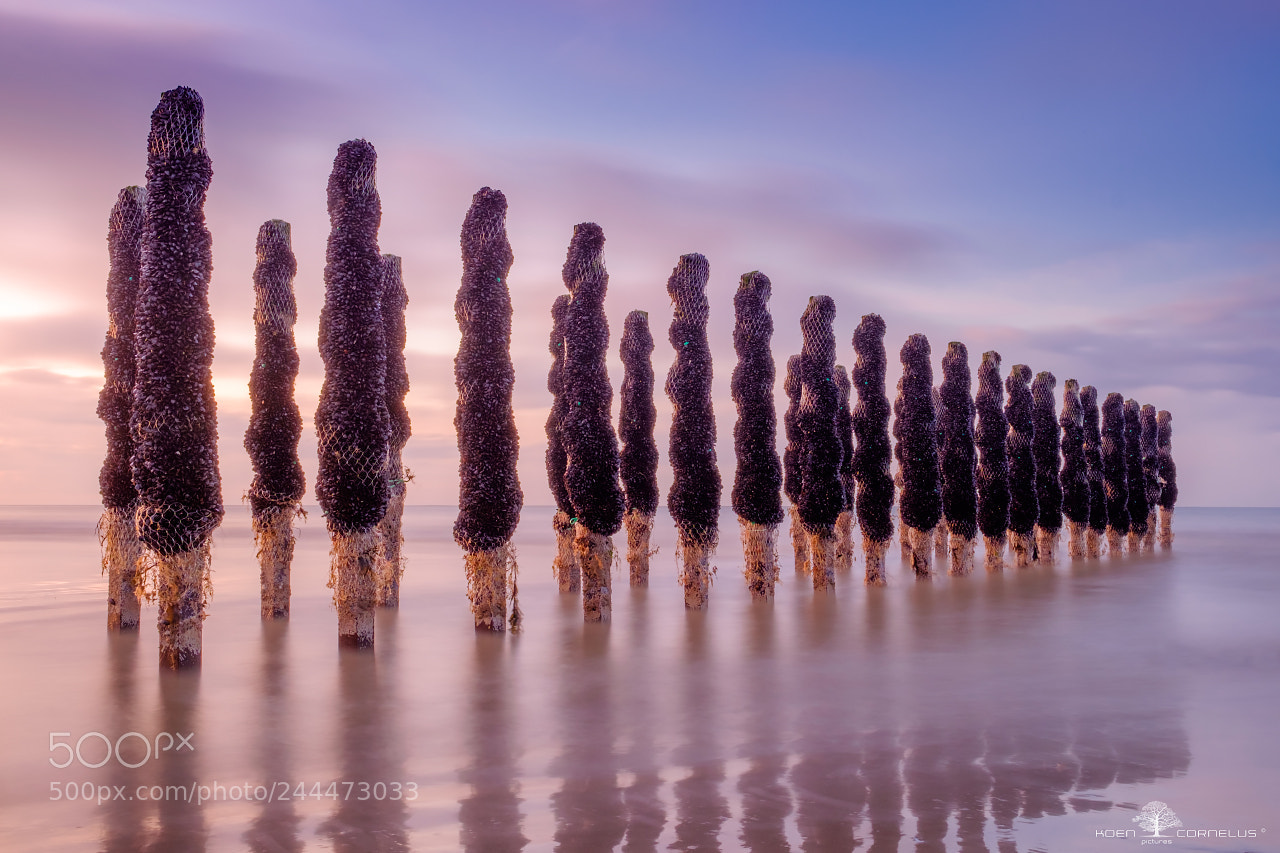 Fujifilm X-T1 sample photo. Mussel bank photography