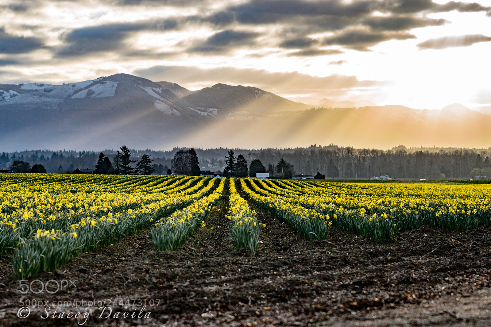 Sony ILCA-77M2 sample photo. Sun-kissed daffodils photography