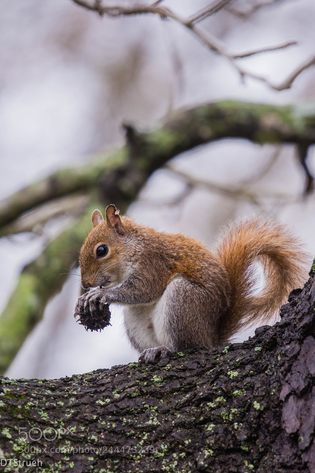 Nikon D7200 sample photo. Squirrel i photography