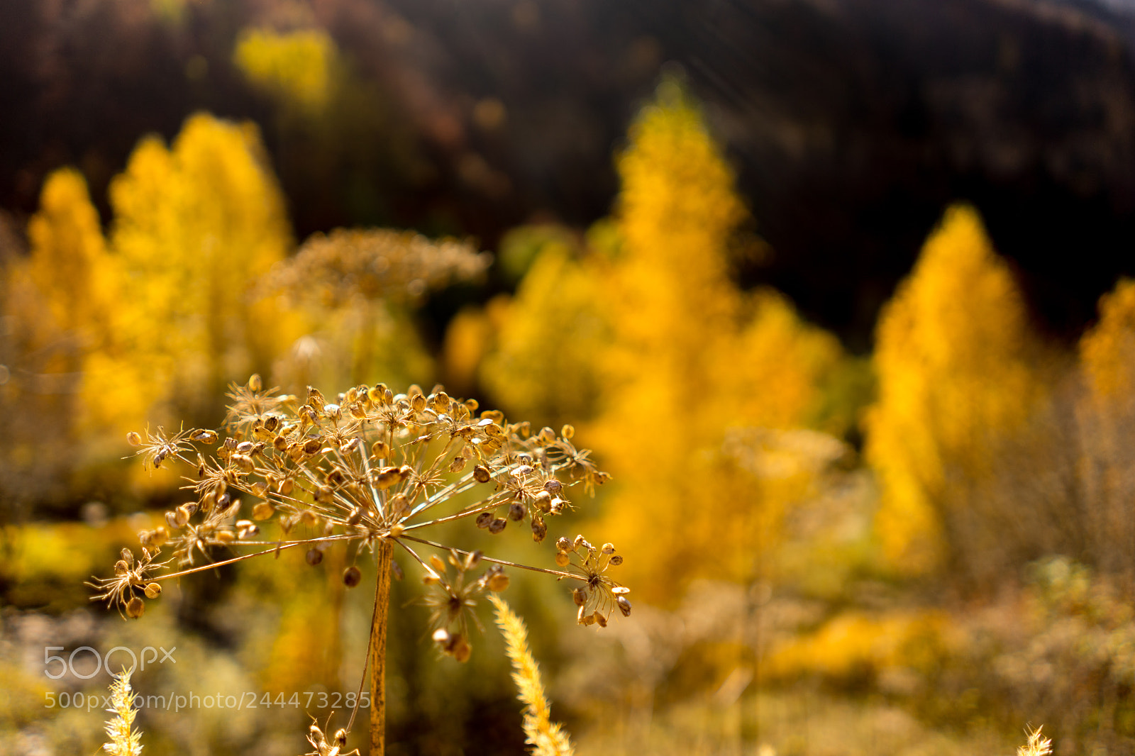 Sony a7 II sample photo. Macro ordesa photography