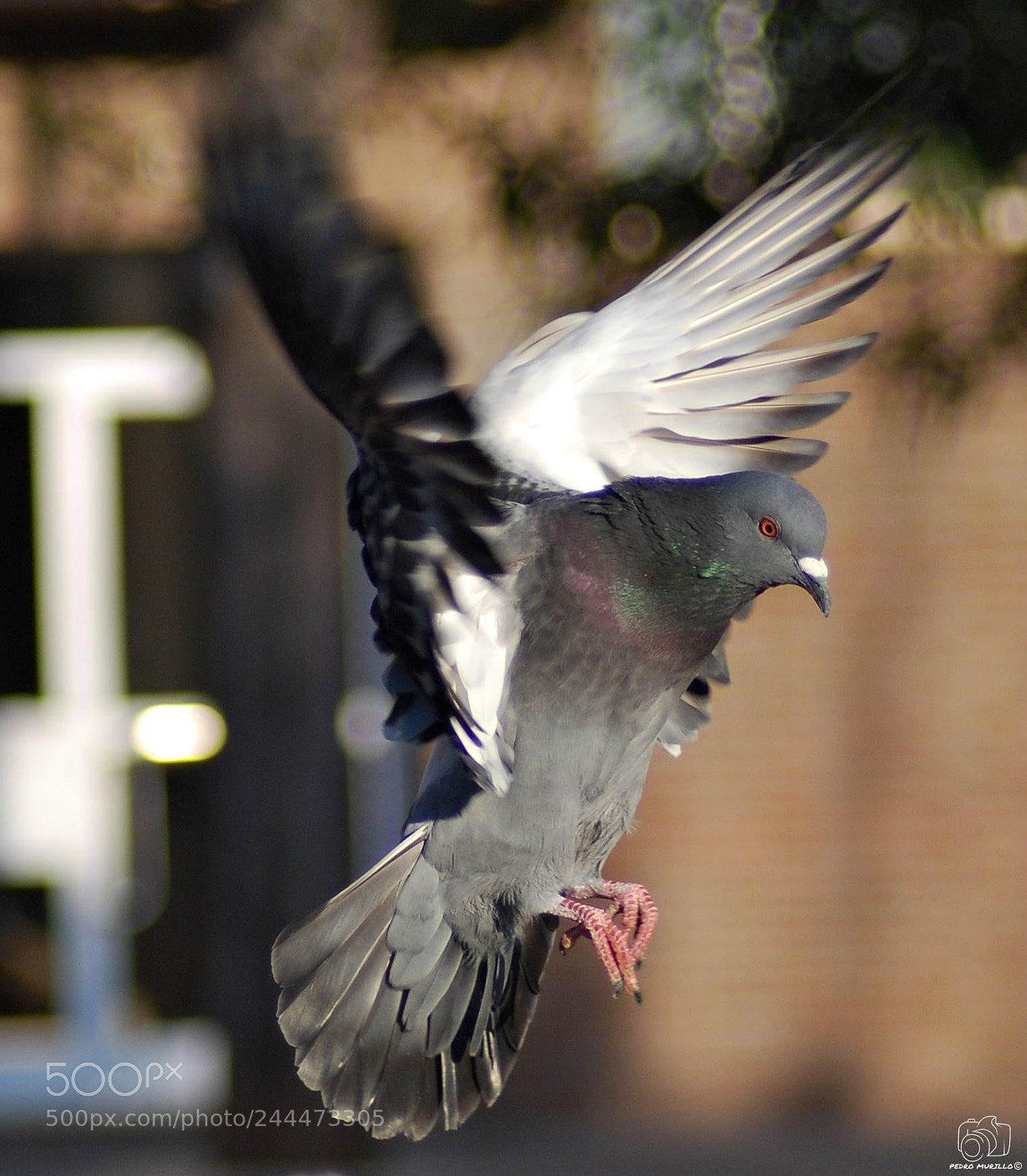 Nikon D60 sample photo. Paloma bravia photography