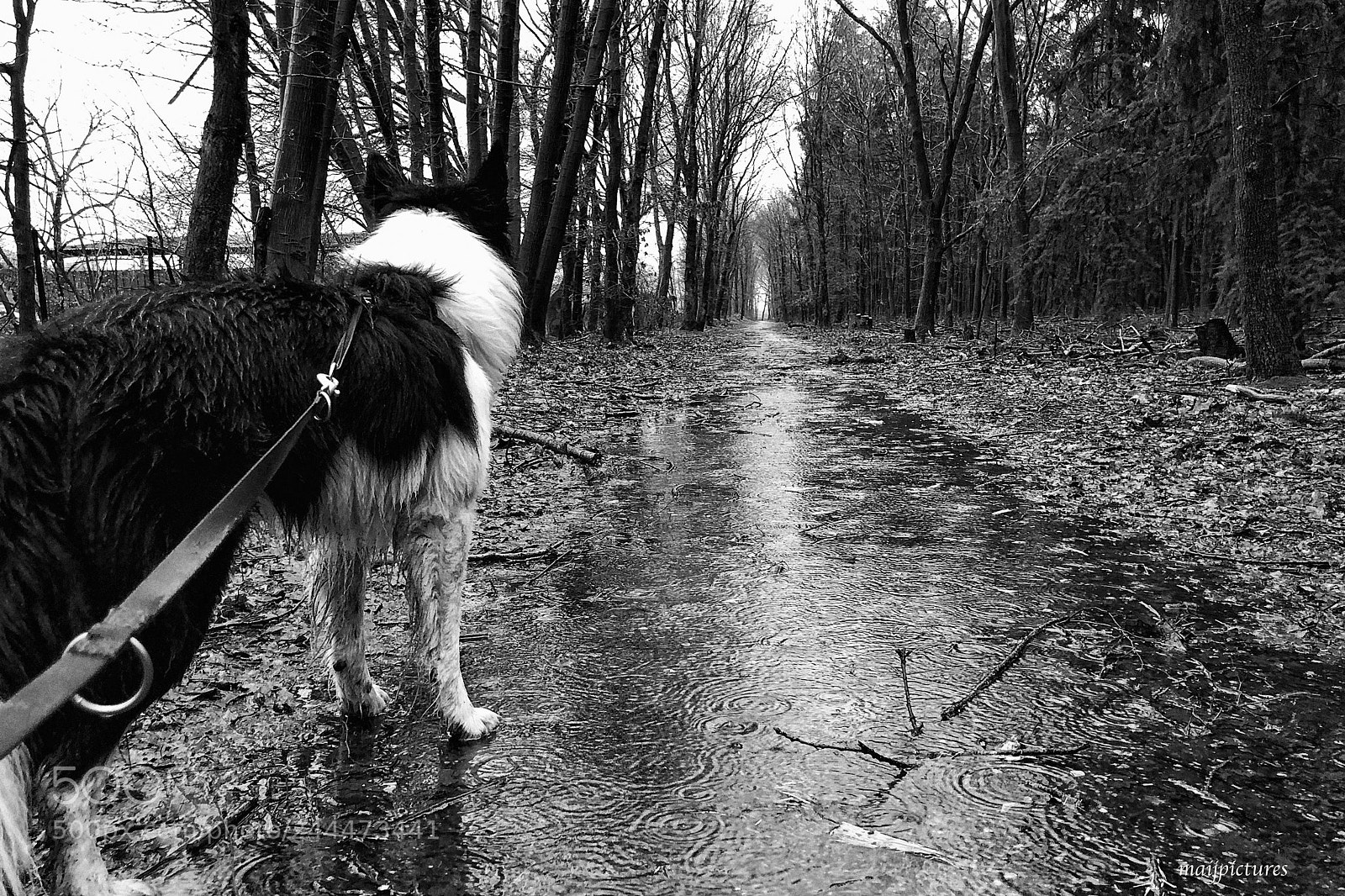 Apple iPhone X sample photo. A dogs life 2 photography