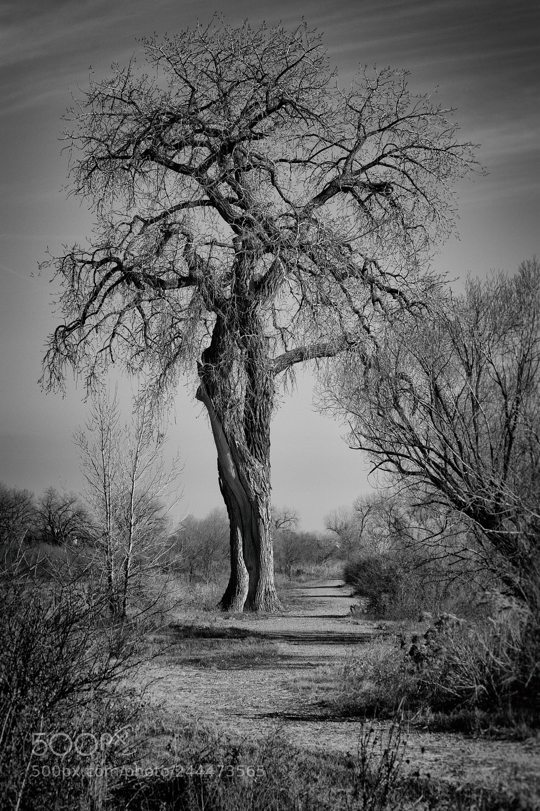 Canon EOS 7D Mark II sample photo. The giant in my photography