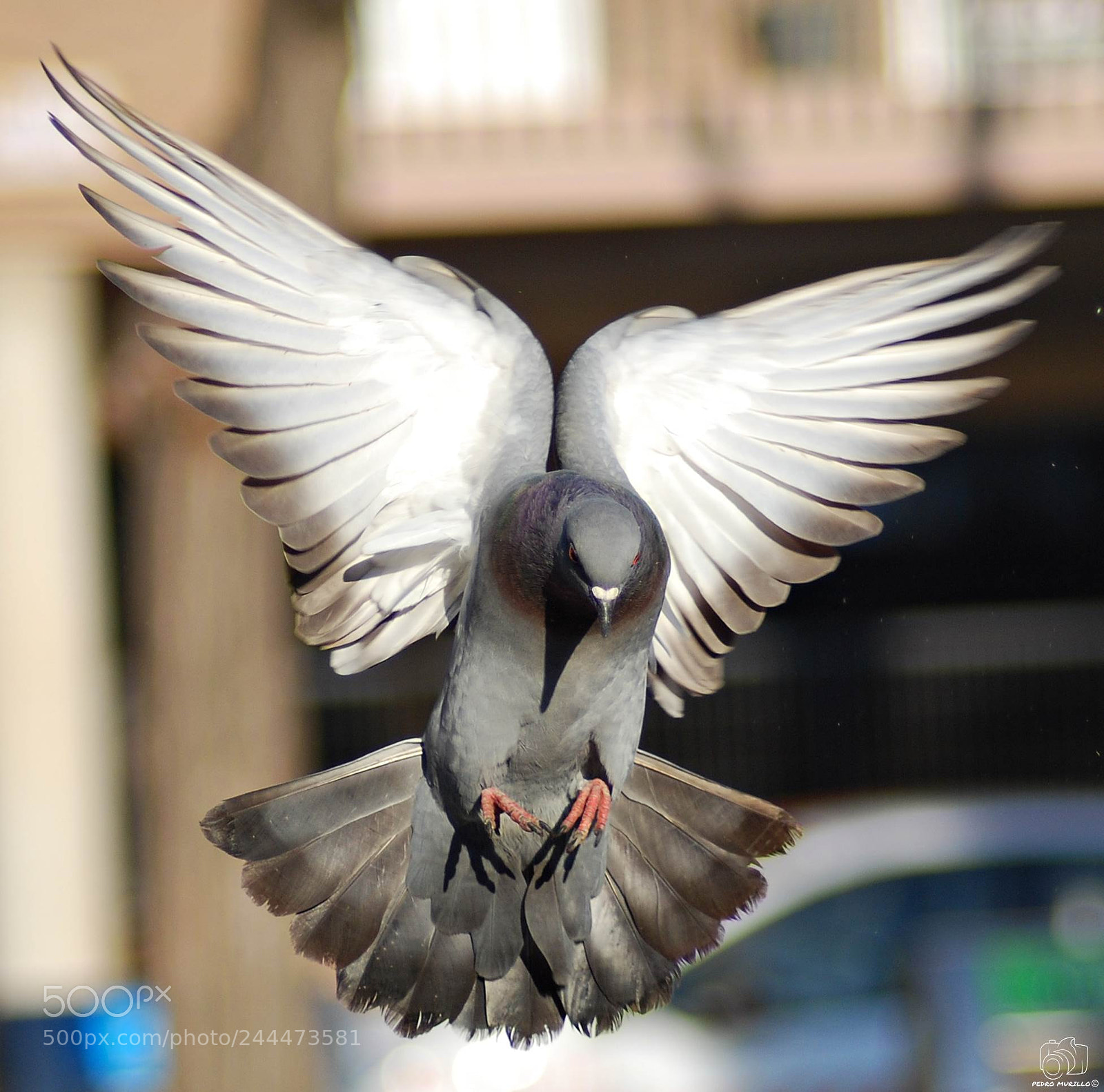 Nikon D60 sample photo. Paloma bravia photography