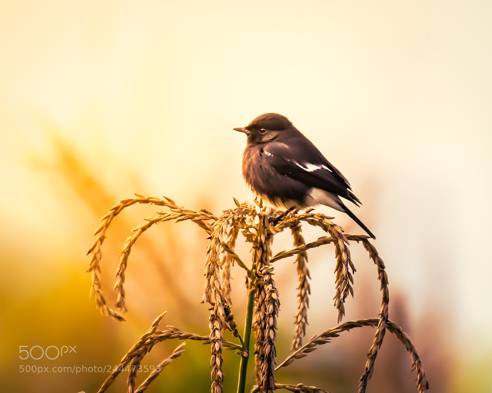 Nikon D7200 sample photo. Watching sunset photography