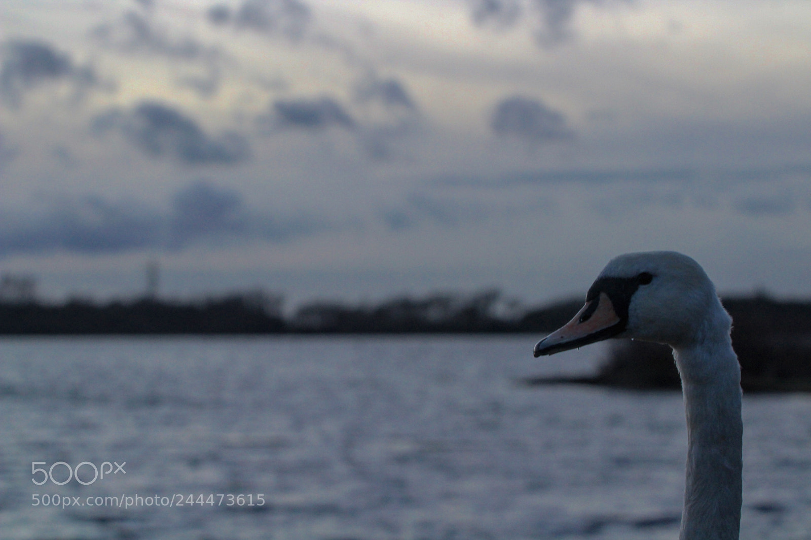 Canon EOS 1300D (EOS Rebel T6 / EOS Kiss X80) sample photo. Swan looking into the photography