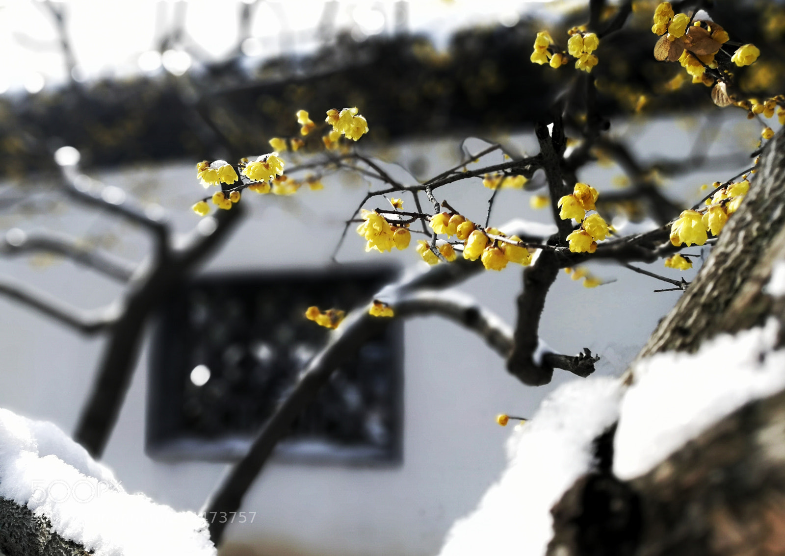 HUAWEI P10 Plus sample photo. Snow and flowers photography