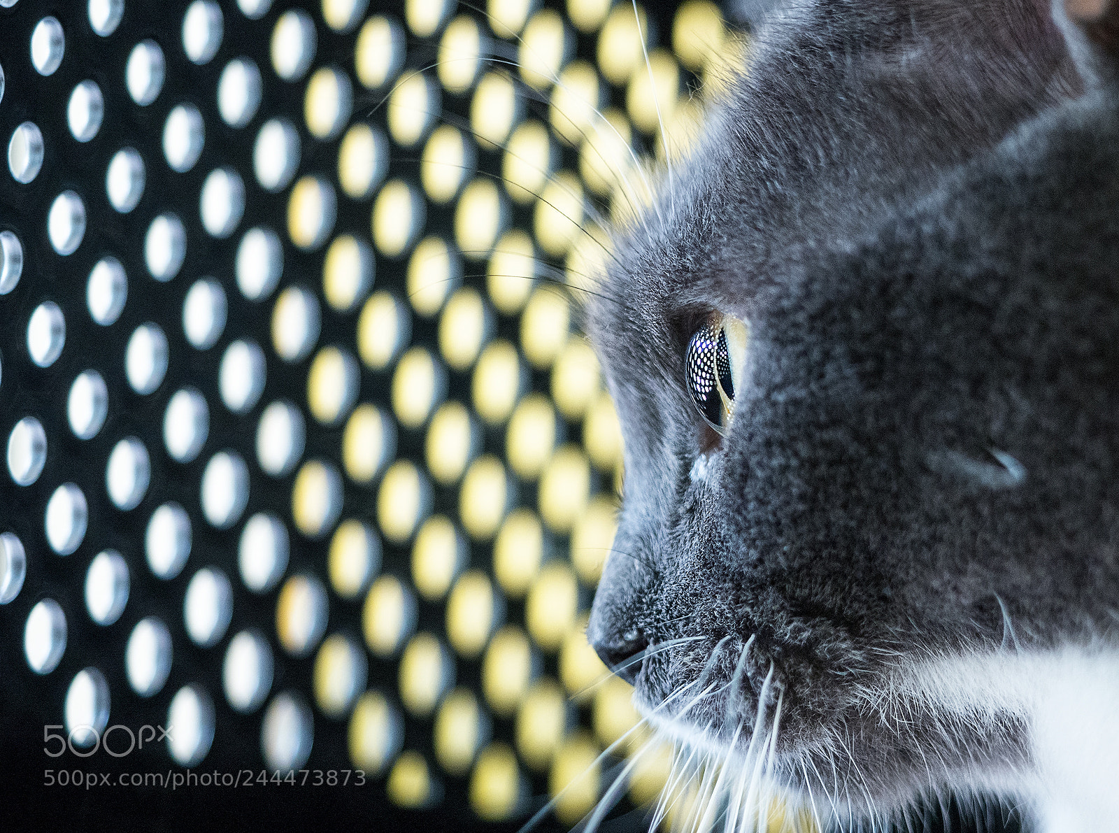 Olympus OM-D E-M1 Mark II sample photo. Hypnotic eyes photography