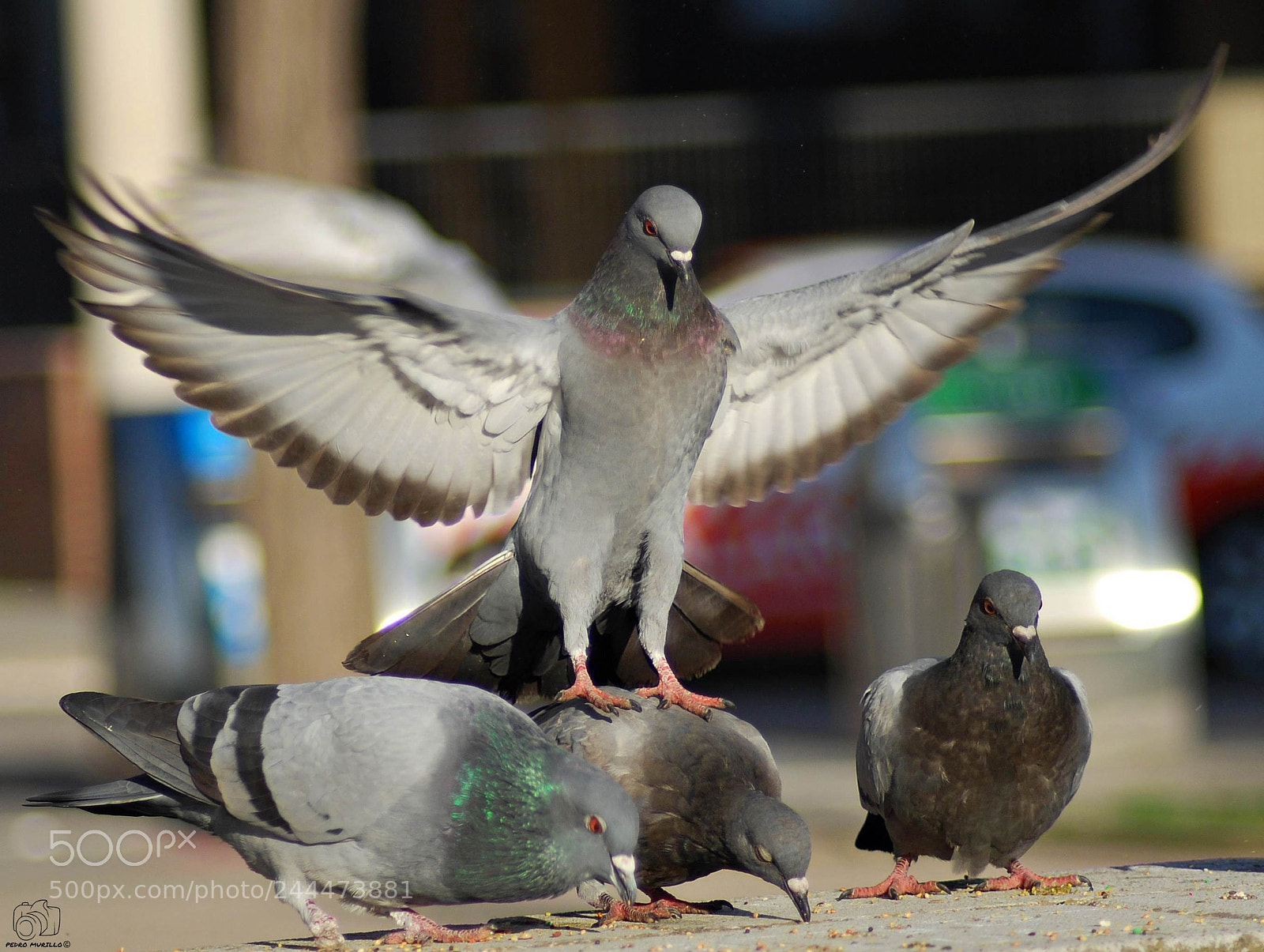 Nikon D60 sample photo. Paloma bravia photography