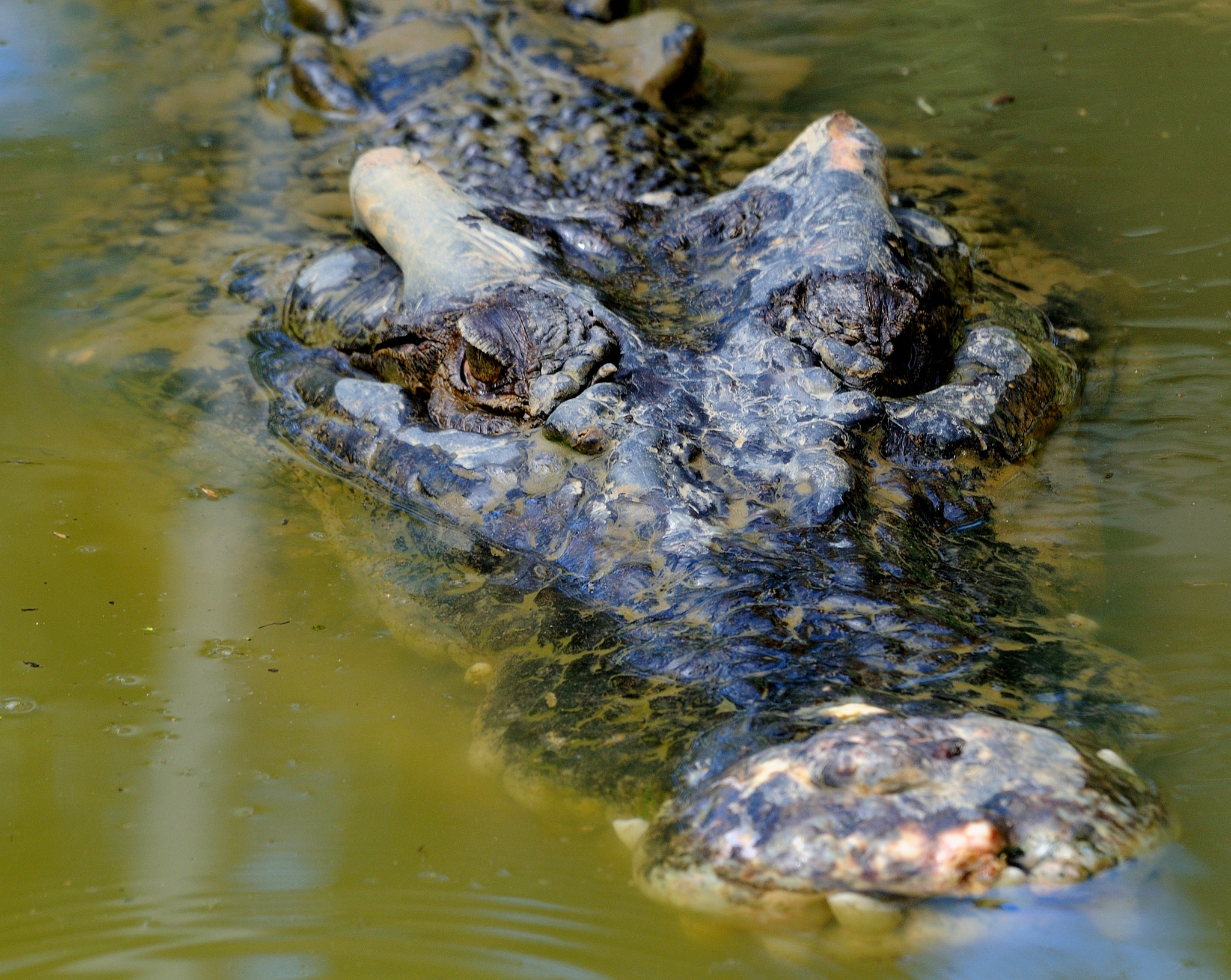 Sigma 120-400mm F4.5-5.6 DG OS HSM sample photo. Saltwater crocodile photography