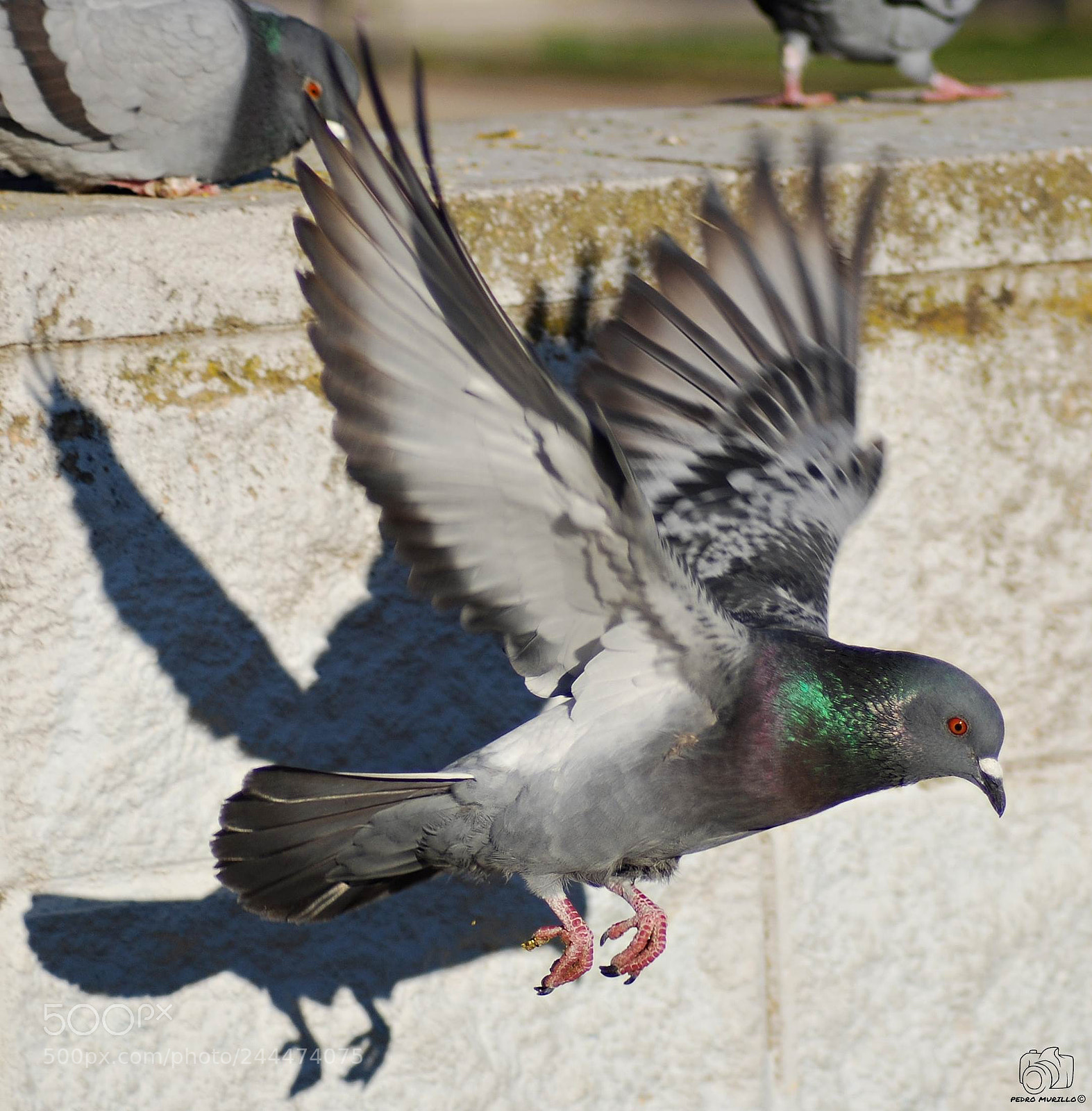 Nikon D60 sample photo. Paloma bravia photography