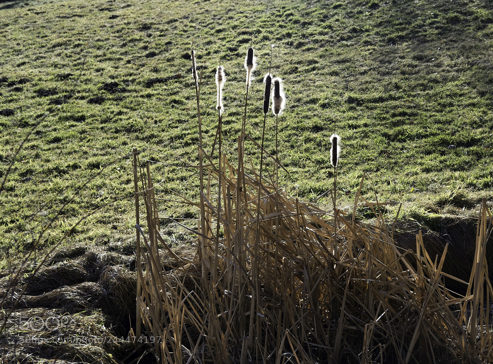 Fujifilm X-T20 sample photo. Winter grass photography