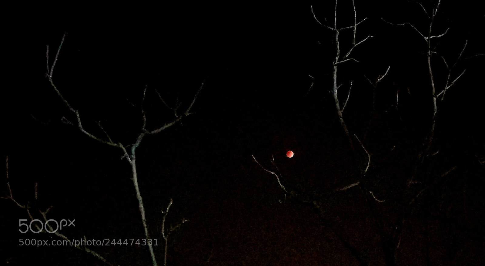 Samsung Galaxy S7 Edge sample photo. Red moon2 photography