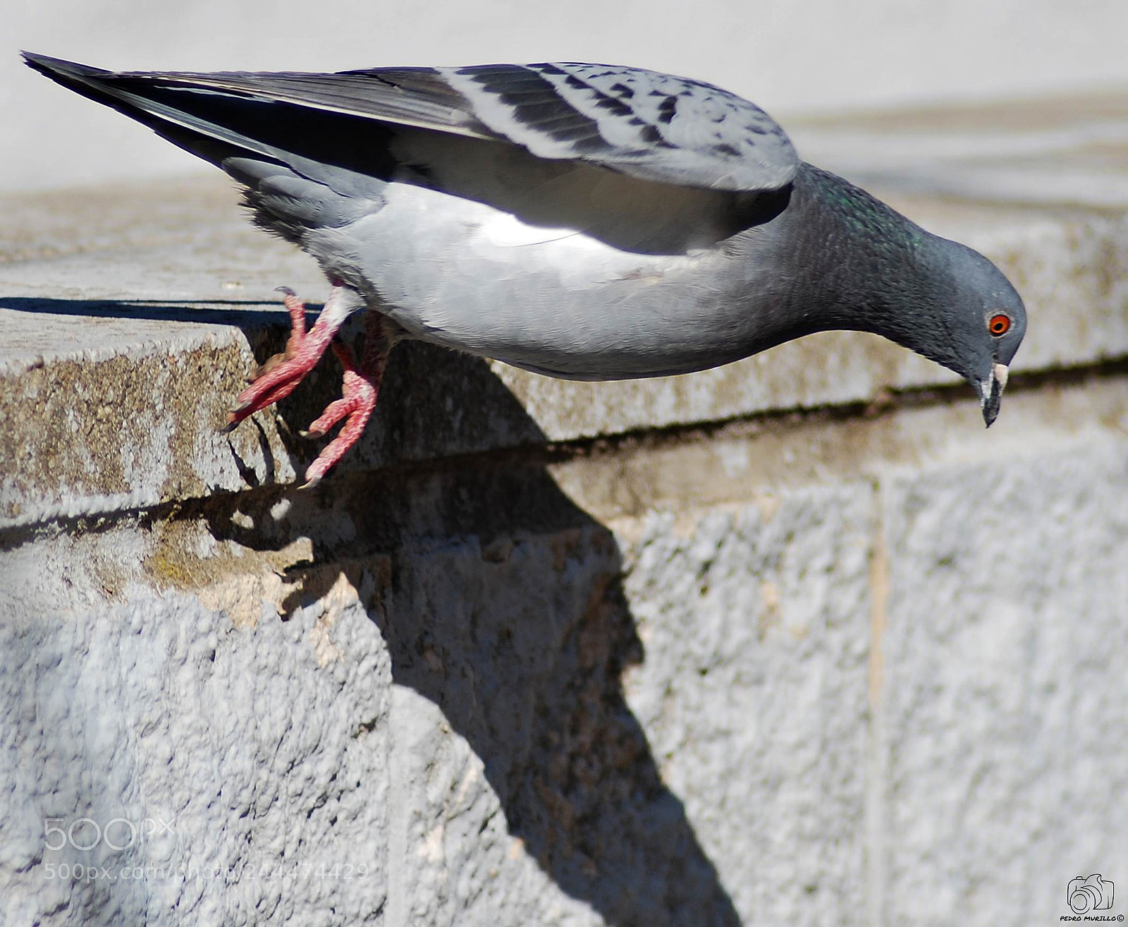 Nikon D60 sample photo. Paloma bravia photography