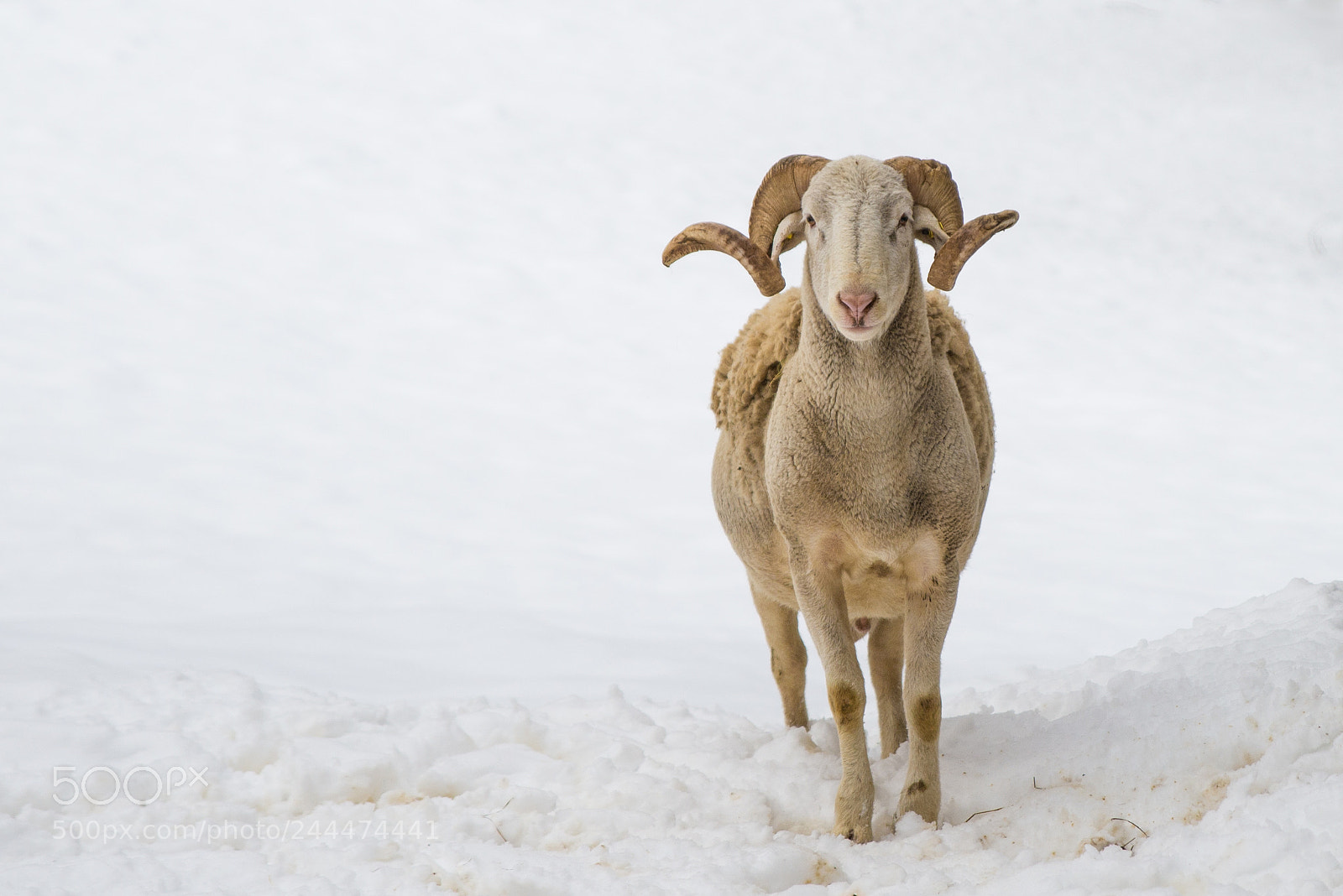 Nikon D610 sample photo. Animals photography