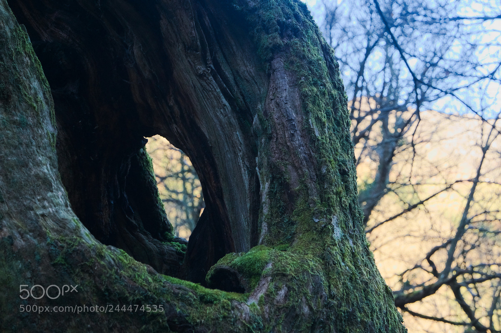 Samsung NX3000 sample photo. Tree photography
