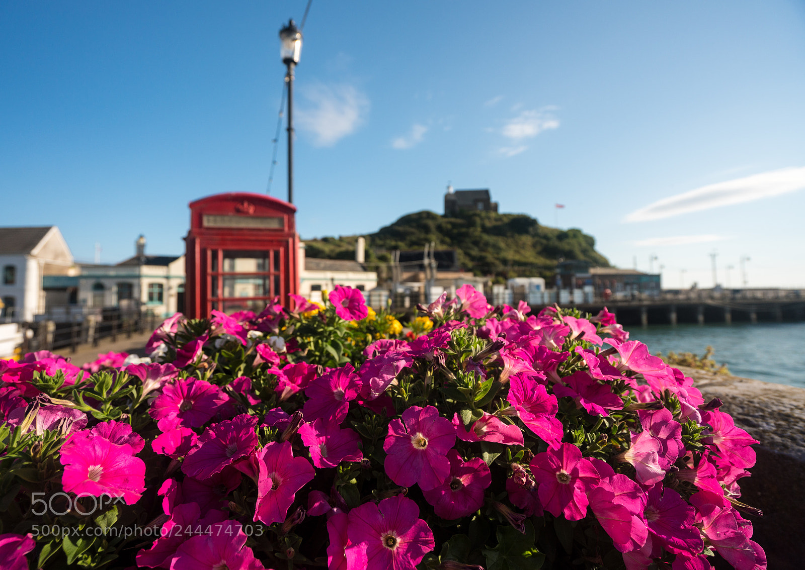 Sony a7R II sample photo. Flowers in front of photography