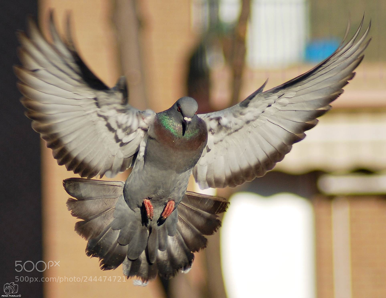 Nikon D60 sample photo. Paloma bravia photography