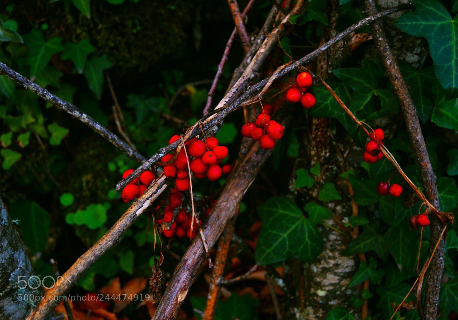 Nikon D3100 sample photo. Naturaleza silvestre photography