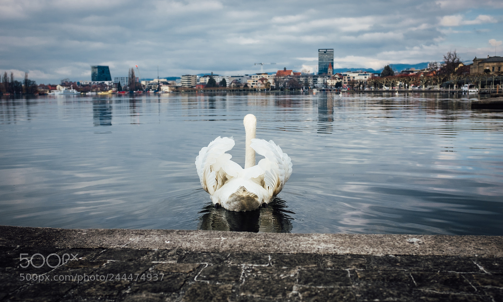 Fujifilm X100T sample photo. Swan in the lake photography