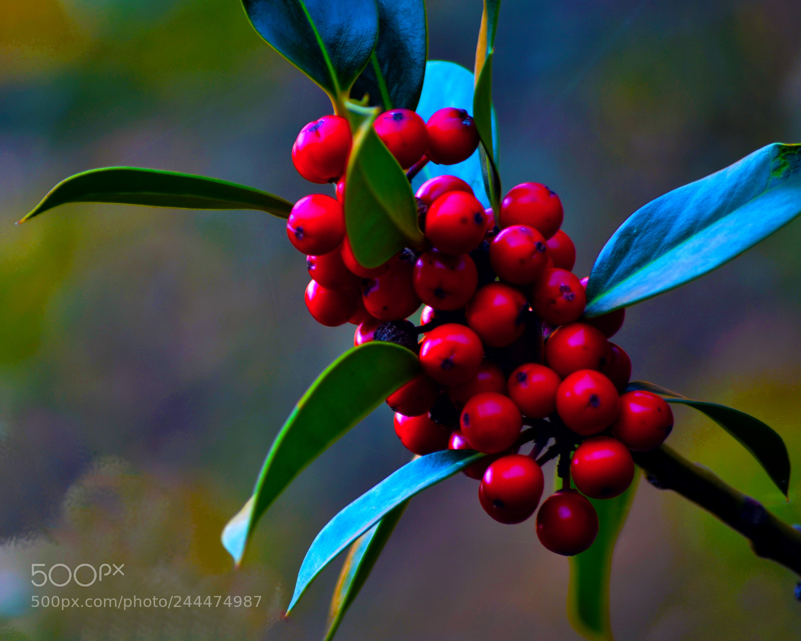 Nikon D3100 sample photo. Naturaleza silvestre photography