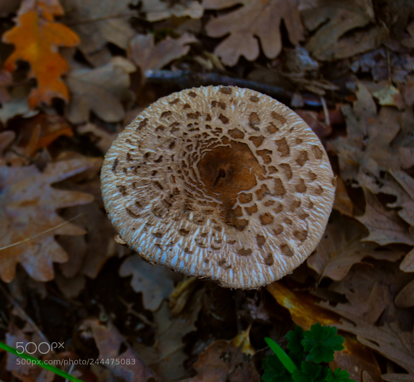 Nikon D3100 sample photo. Hongo photography